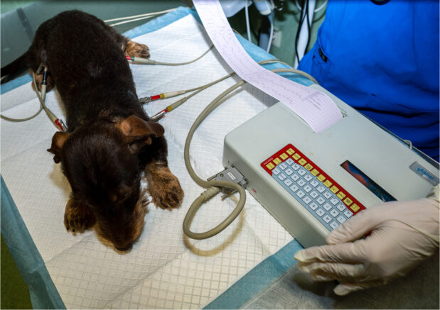 Klinika Weterynaryjna Giszowiec