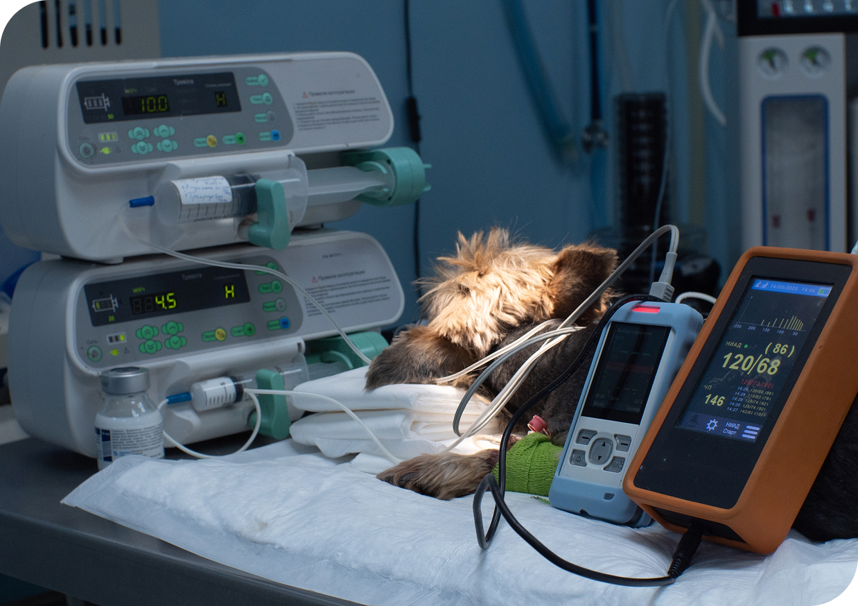 Klinika Weterynaryjna Giszowiec