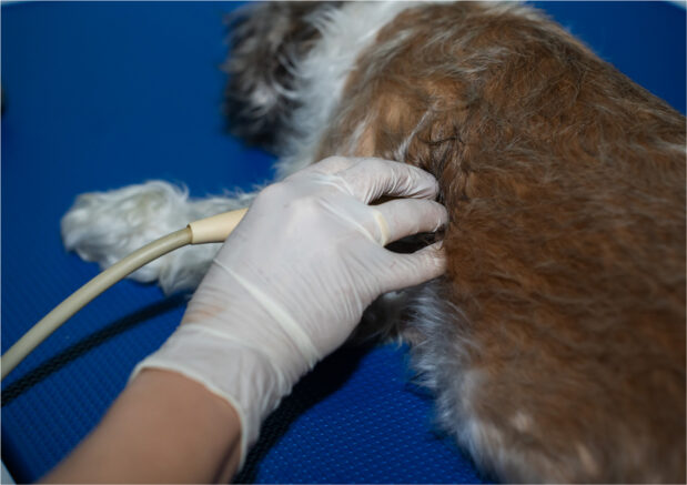 Klinika Weterynaryjna Giszowiec