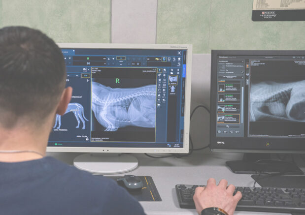 Klinika Weterynaryjna Giszowiec