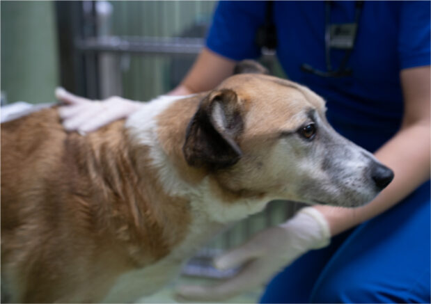 Klinika Weterynaryjna Giszowiec