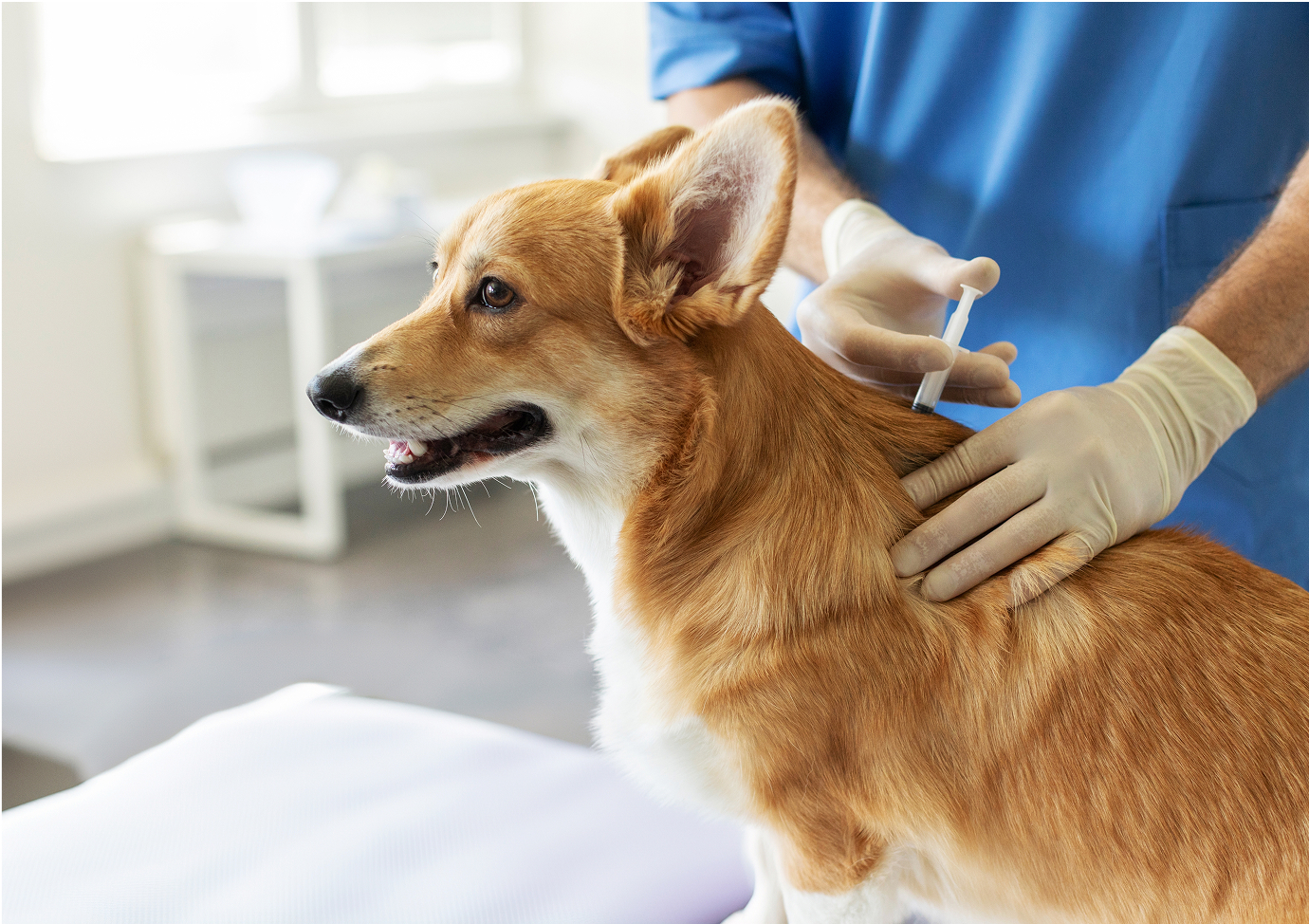 Bezpieczeństwo i komfort Twojego pupila