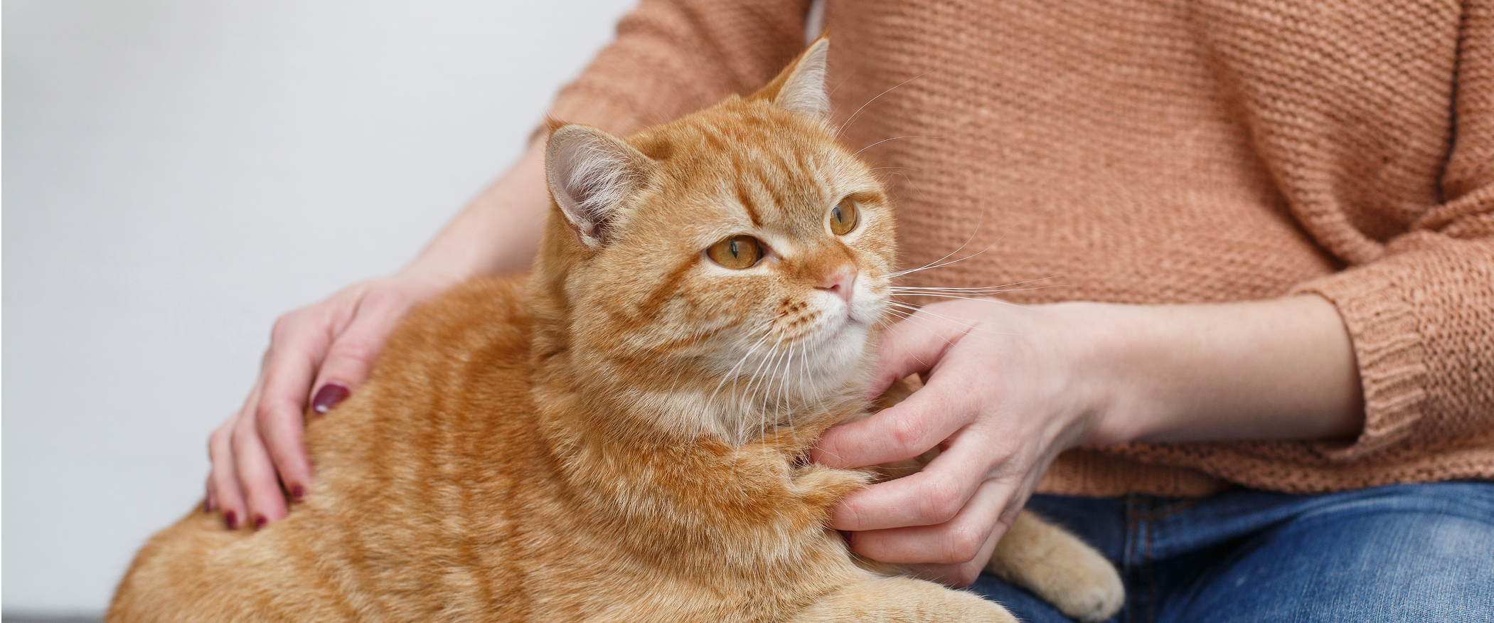 Przygotowanie zwierzęcia do zabiegu