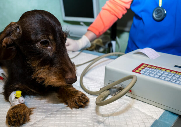 Klinika Weterynaryjna Giszowiec