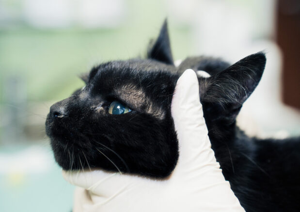 Klinika Weterynaryjna Giszowiec