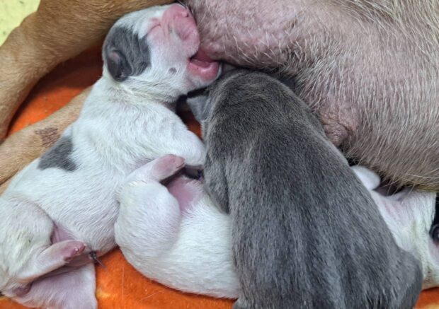 Klinika Weterynaryjna Giszowiec