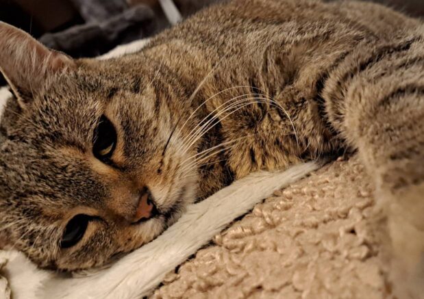 Klinika Weterynaryjna Giszowiec