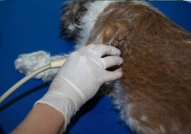 Klinika Weterynaryjna Giszowiec