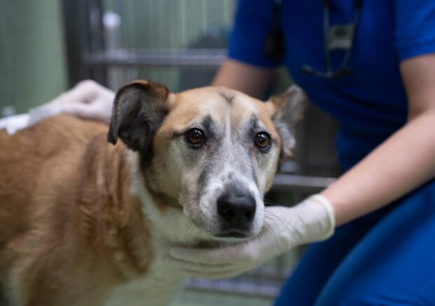 Klinika Weterynaryjna Giszowiec