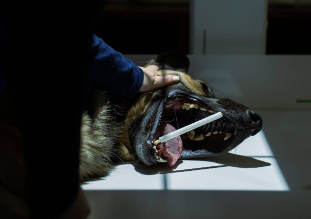 Klinika Weterynaryjna Giszowiec