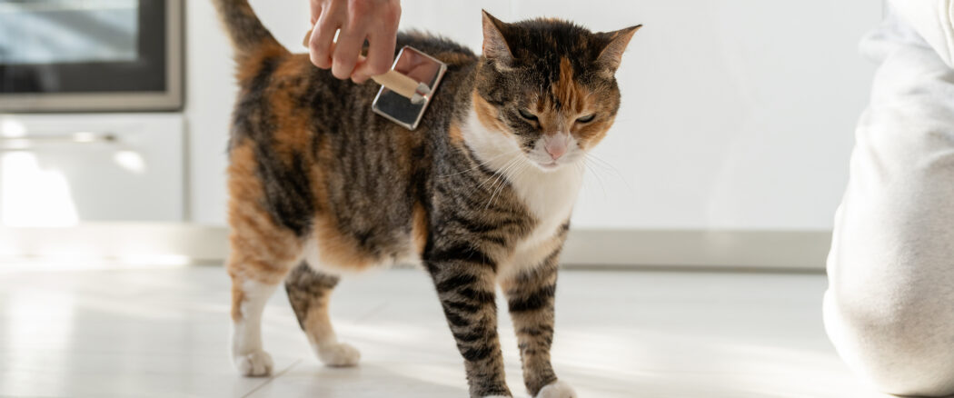 Pielęgnacja sierści i skóry psa i kota
– najczęstsze problemy i sposoby ich rozwiązywania
