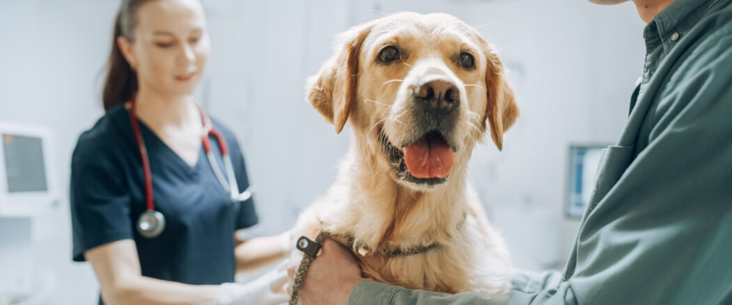 Porównanie wieku psa
do wieku człowieka – etapy rozwoju
