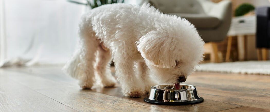 Najczęstsze błędy w żywieniu psa
– na co warto uważać?
