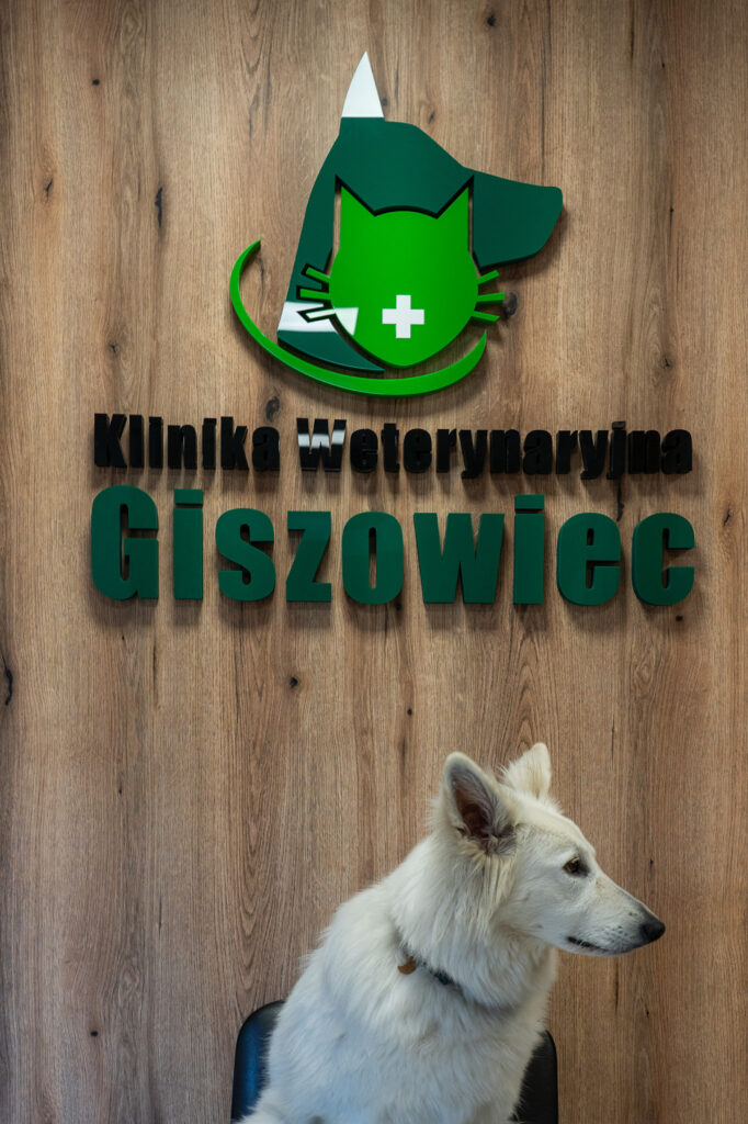 Szczepinie psa przeciw wściekliźnie Katowice i ile to kosztuje?.jpg